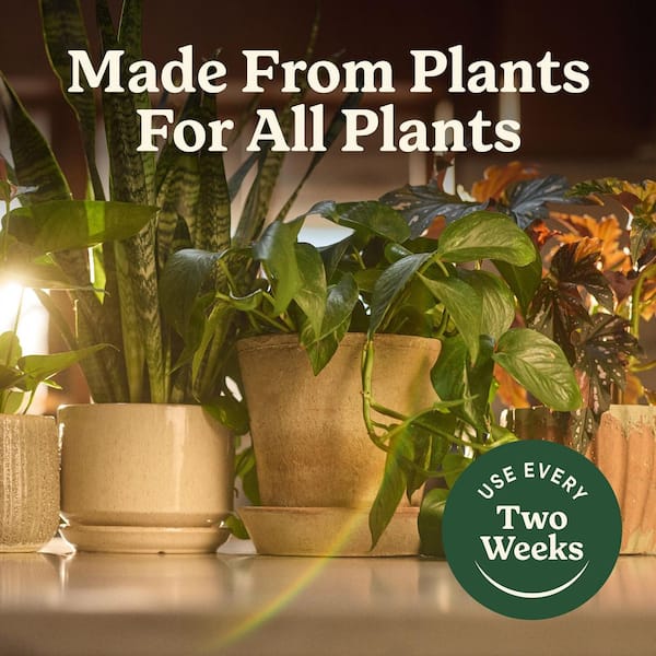 pothos plant live 3 Pothos Variety Pack / 4