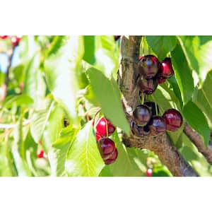 Bing Sweet Cherry Live Bare Root Tree 4 ft. to 5 ft. Tall, 2-Years Old