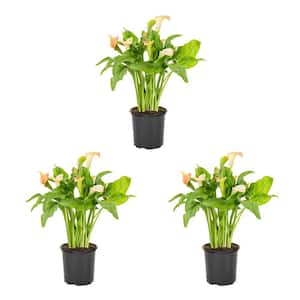 2 Qt. Orange Calla Lily Perennial Plant (3-Pack)