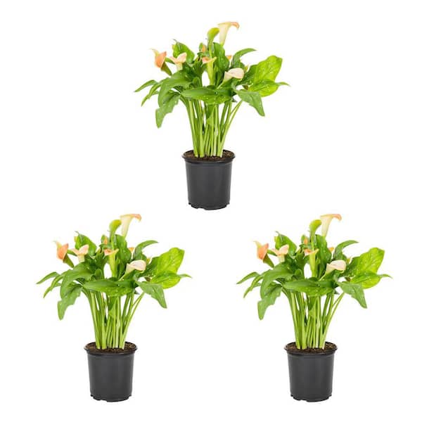 METROLINA GREENHOUSES 2 Qt. Orange Calla Lily Perennial Plant (3-Pack)