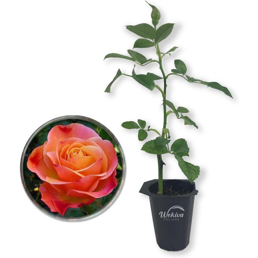 Wekiva Foliage Colorific Rose Bush - Live Starter Plant in a 2 in