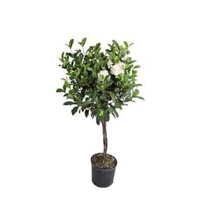 Gardenia Outdoor Plant in 10 in. Grower Pot, Avg. Shipping Height 5 ft. Tall