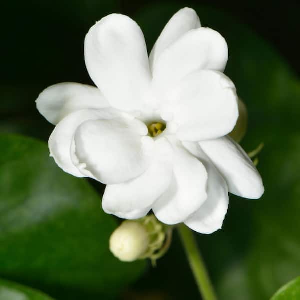 national PLANT NETWORK - 1 gal. Jasmine Sambac Arabian Plant