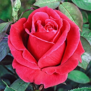 Oklahoma Hybrid Tea Rose, Dormant Bare Root Plant with Red Color Flowers (1-Pack)