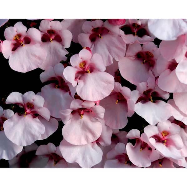 PROVEN WINNERS Flirtation Pink Twinspur (Diascia) Live Plant, Pink Flowers, 4.25 in. Grande, 4-pack