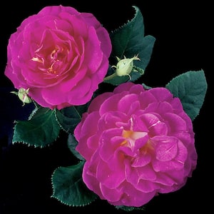Outta the Blue Shrub Rose, Dormant Bare Root Plant with Pink Flowers (1-Pack)