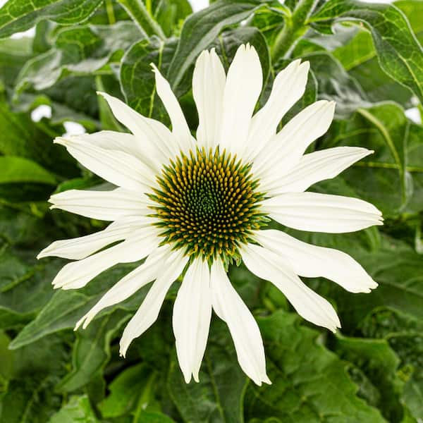 2 Qt. Pow Wow White Echinacea Coneflower White Perennial Plant