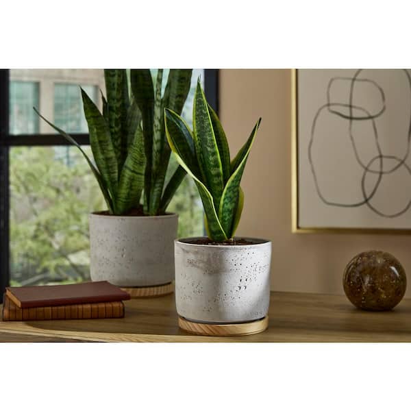 Imani 6.3 in. x 6.3 in. D x 5.5 in. H Small Gray Textured Ceramic Pot with Attached Saucer