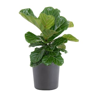 Fiddle Leaf Fig Ficus Lyrata Bush Live Indoor Outdoor Plant in 10 inch Premium Ecopots Grey Pot