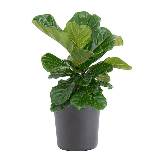 United Nursery Fiddle Leaf Fig Ficus Lyrata Bush Live Indoor Outdoor Plant in 10 inch Premium Ecopots Grey Pot
