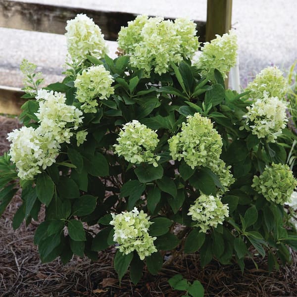 Hydrangea Creamy Gold Floral Metal Bath Wall Fixtures