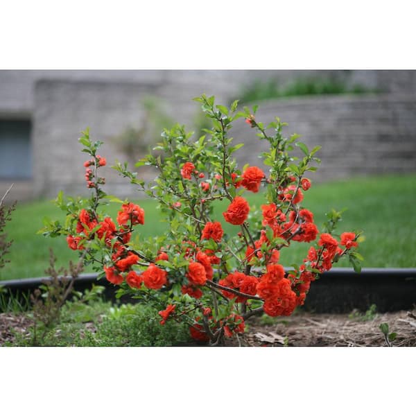 PROVEN WINNERS 2 gal. Double Take Orange Quince (Chaenomeles