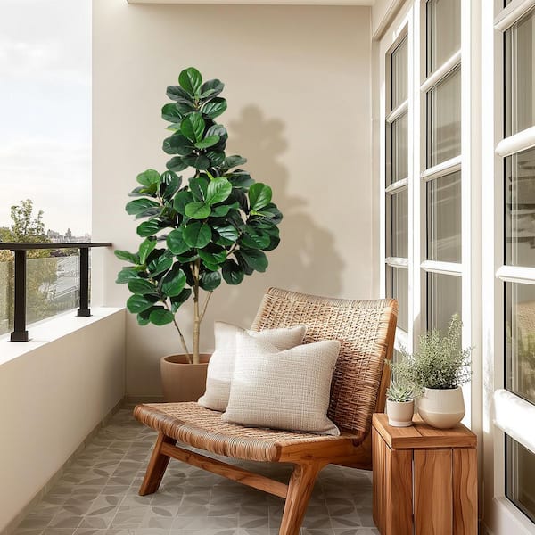 money tree in spanish The Snobby Leaf | Money Tree 'Guiana Chestnut' Pachira Braid - 6 inch Pot