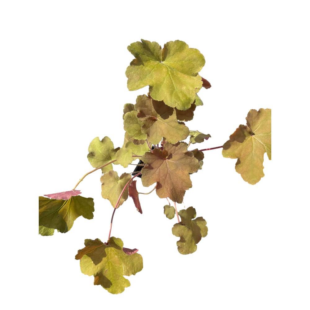 3 Caramel Heuchera Plants in 3 Separate 4 in. Pots