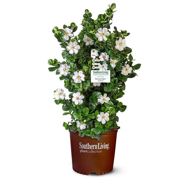 SOUTHERN LIVING 2 Gal. Diamond Spire Gardenia Shrub with Fragrant White ...