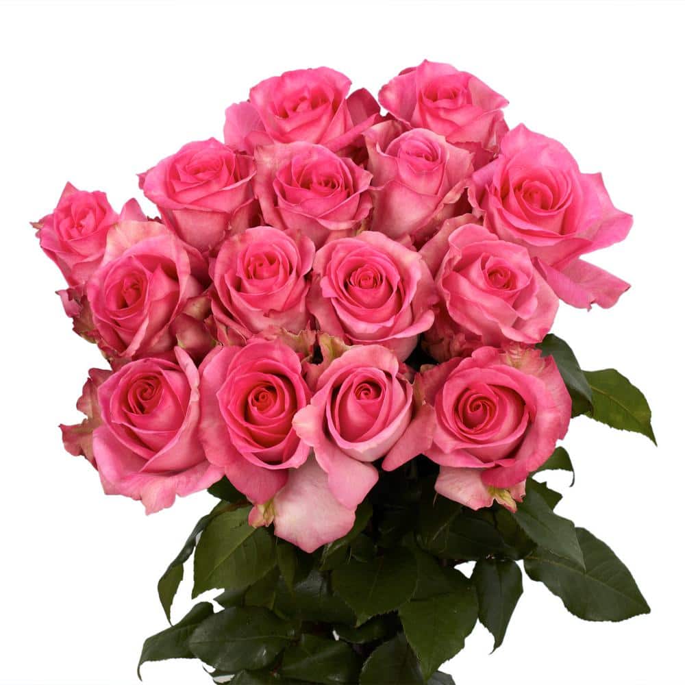 Globalrose Fresh Pink Color Roses (250 Stems) attache-250 - The Home Depot
