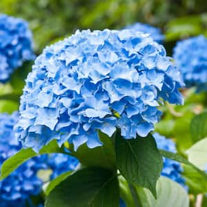 Hydrangea Nikko Blue, Live Bare Root Flowering Shrub (Bag of 1)
