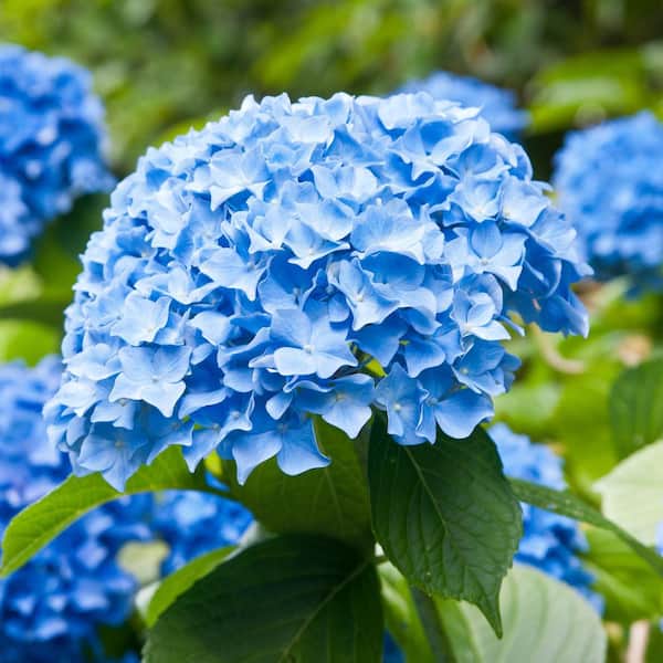 Garden State Bulb Hydrangea Nikko Blue, Live Bare Root Flowering Shrub (Bag of 1)
