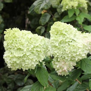 3 Gal. Limelight Hydrangea Shrub Tree Form with Green to Pink Flowers