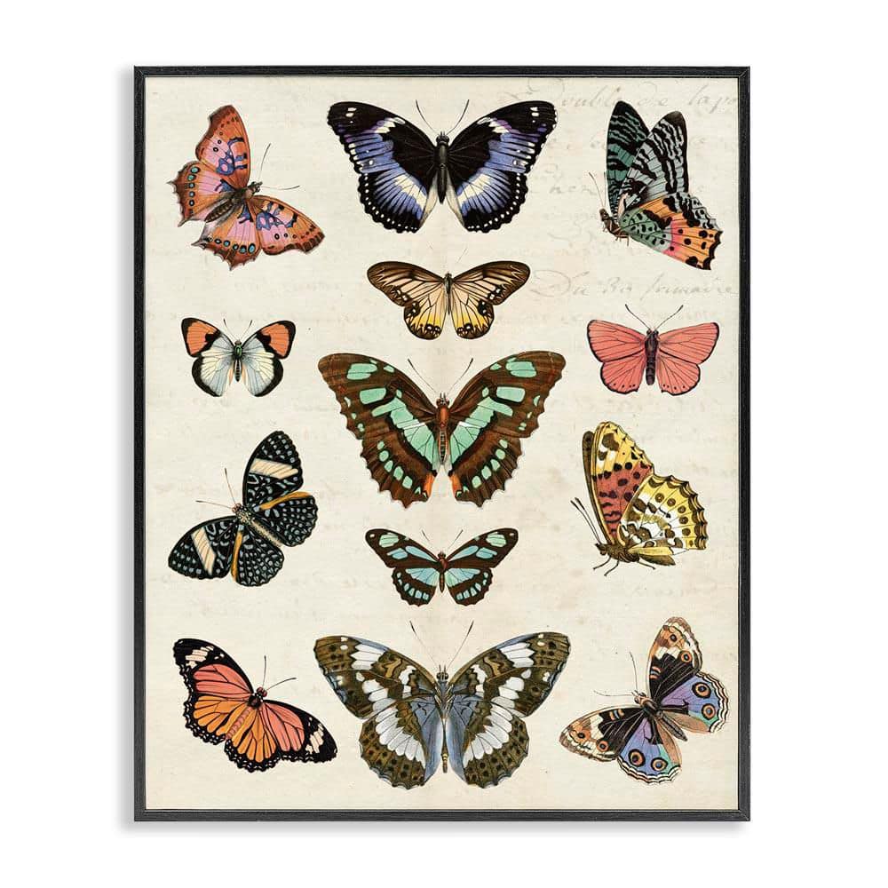 Vintage Butterfly Breeds by Susan Arnot Black Framed Animal Giclee Art Print 14 in. x 11 in. price history on PriceWatchPro