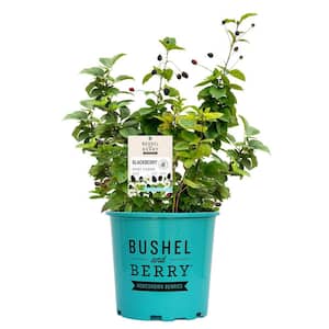 2 Gal. Bushel and Berry Baby Cakes Blackberry Live Plant