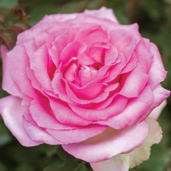 Bareroot Beverly Eleganza Rose Plant with Pink Flowers (2-Pack)