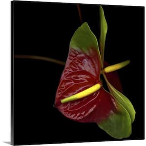 "Anthurium" by Magda Indigo Canvas Wall Art