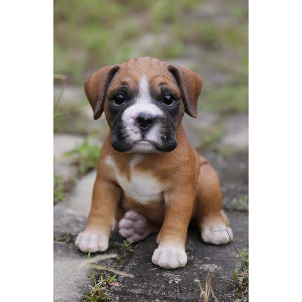 Adorable Brown and White Resin Boxer Puppy Statue