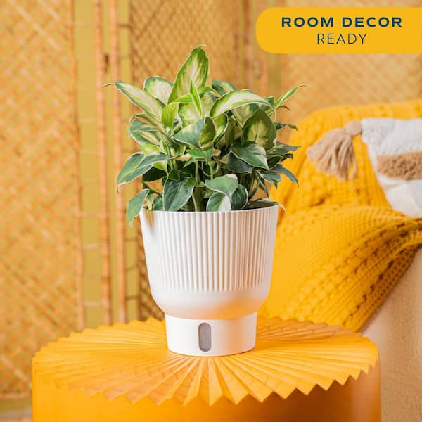 Trending Tropical Cool Beauty Dieffenbachia Indoor Plant in 6 in. Self-Watering Pot