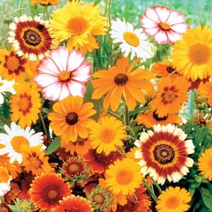 Sun Loving Flowering Seed Mixture (150-Seed Packet)