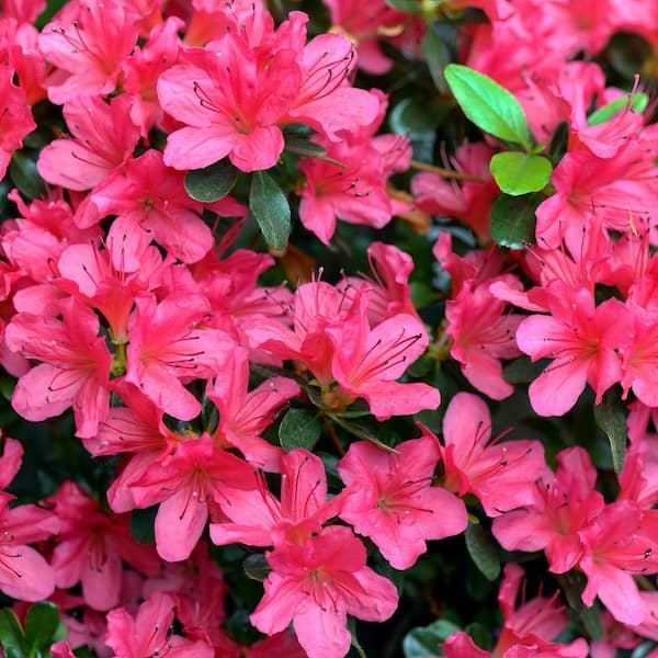 national PLANT NETWORK 2.25 Gal. Rose Azalea Plant with Pink Blooms