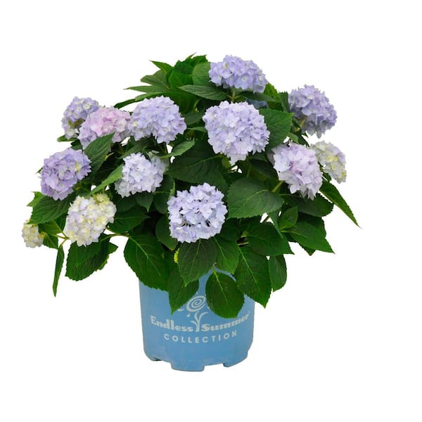 1 Gal. Original Reblooming Hydrangea Flowering Shrub Plant with Pink or Blue Flowers