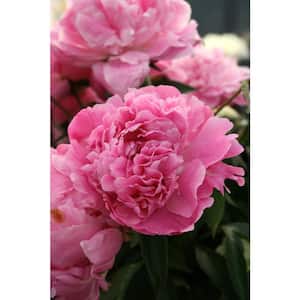 2 Gal. Alexander Fleming Peony Live Flowering Full Sun Perennial Plant with Bright Pink Double Flowers