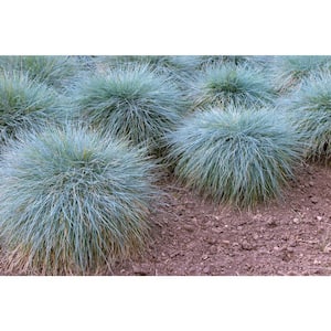 1 Gal. Elijah Blue Fescue Grass (Festuca Glauca) Live Full Sun Perennial Ornamental Grass Plant