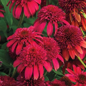 3 In. Pot Double Scoop Coneflower (Echinacea), Live Perennial Plant, Cranberry-Red Flowers (1-Pack)