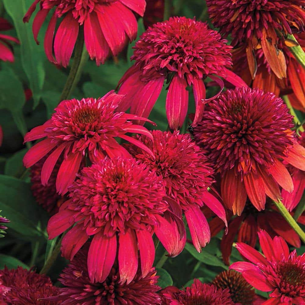 Spring Hill Nurseries Double Scoop Coneflower Dormant Bare Root Perennial Starter Plant 1 Pack 