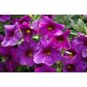 2 qt. SuperCal Petunia Outdoor Annual Plant with Assorted Color Flowers in Grower's Pot