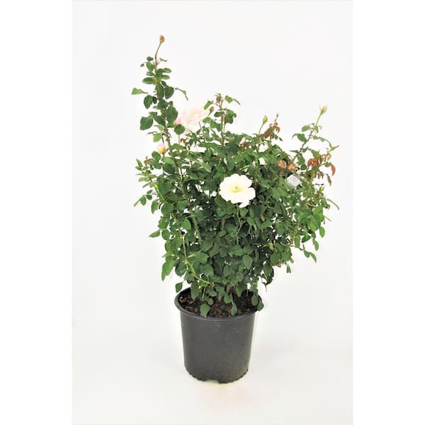 BELL NURSERY 3 Gal. Moonlight in Paris Rose with Cream Flowers (2-Pack)