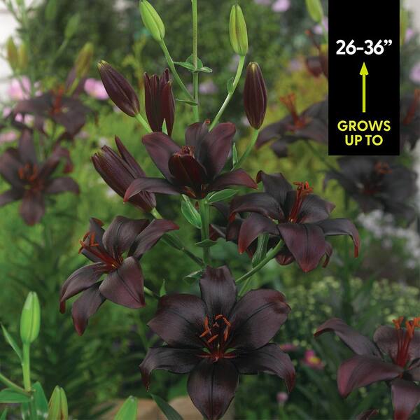 VAN ZYVERDEN Lilies Asiatic Black Charm Bulbs (7-Pack) 11356 - The