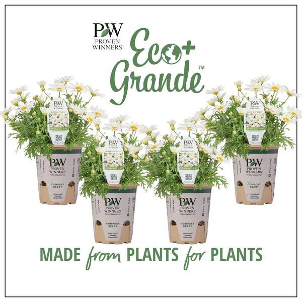 4.25 in. Eco+Grande, Pure White Butterfly Marguerite Daisy (Argyranthemum)  Live Plant, White Flowers (4-Pack)