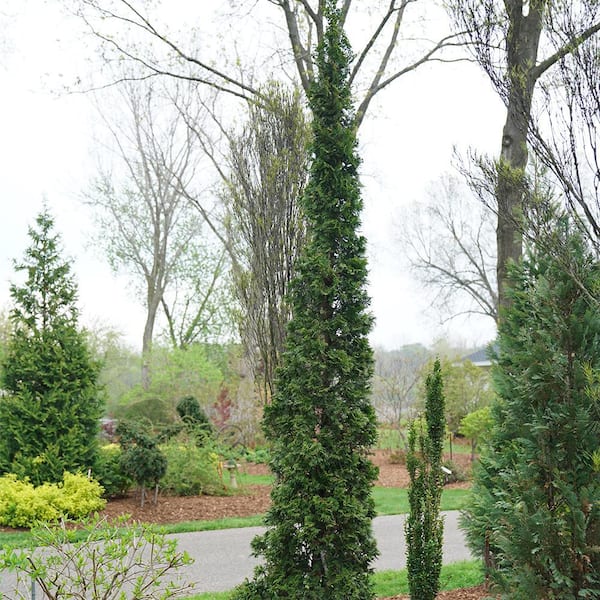 PROVEN WINNERS 2 Gal. Arborvitae Sting Evergreen Shrub in