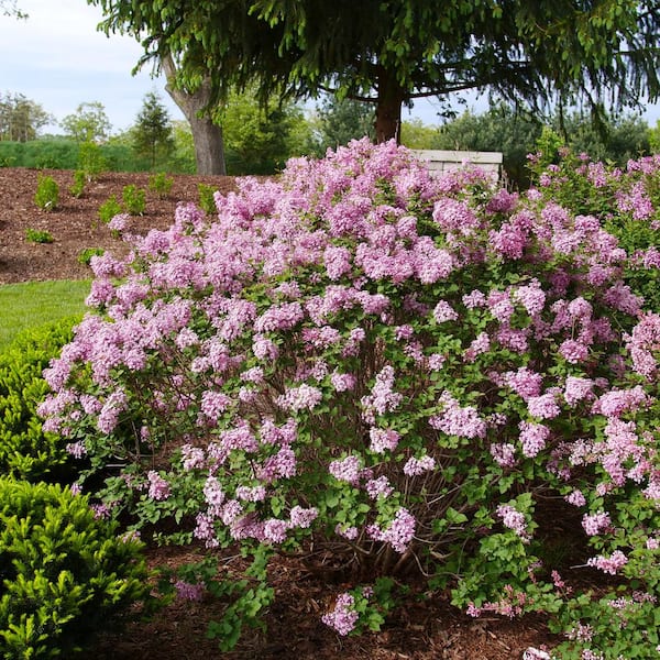 PROVEN WINNERS 4.5 in. qt. Bloomerang Purpink Reblooming Lilac (Syringa) Flowering Shrub with Purple Pink Flowers