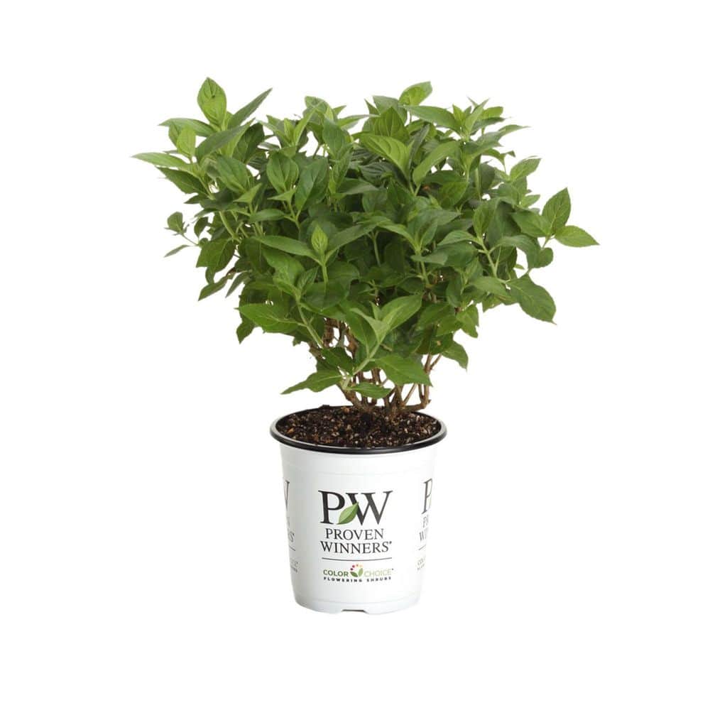 proven-winners-hydrangeas-