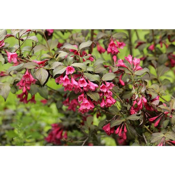 Online Orchards 1 Gal. Minuet Weigela Shrub Innumerable Fragrant Fuchsiacolored Blossoms