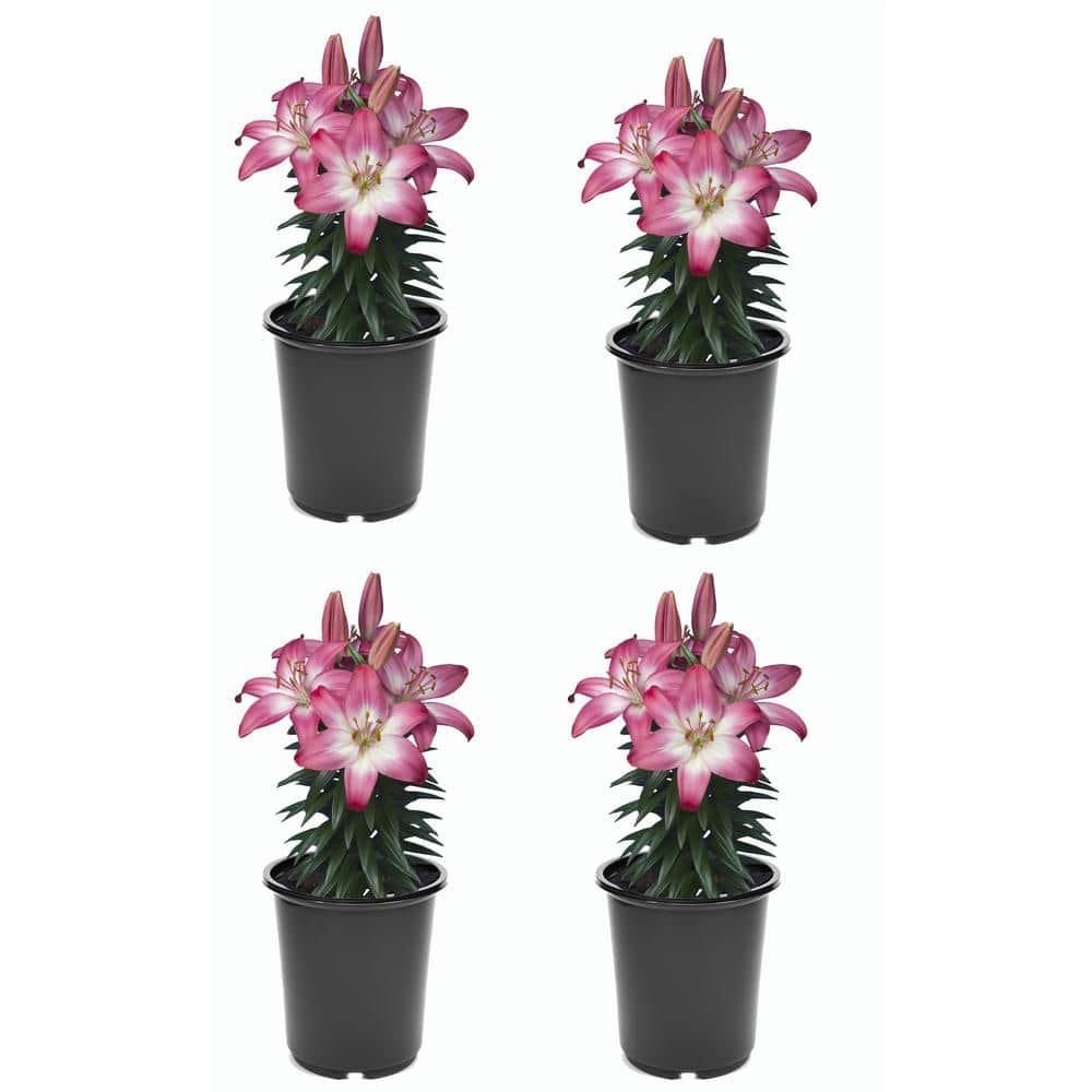 2.5 qt. Pink Asiatic Lily Perennial (4-Pack)