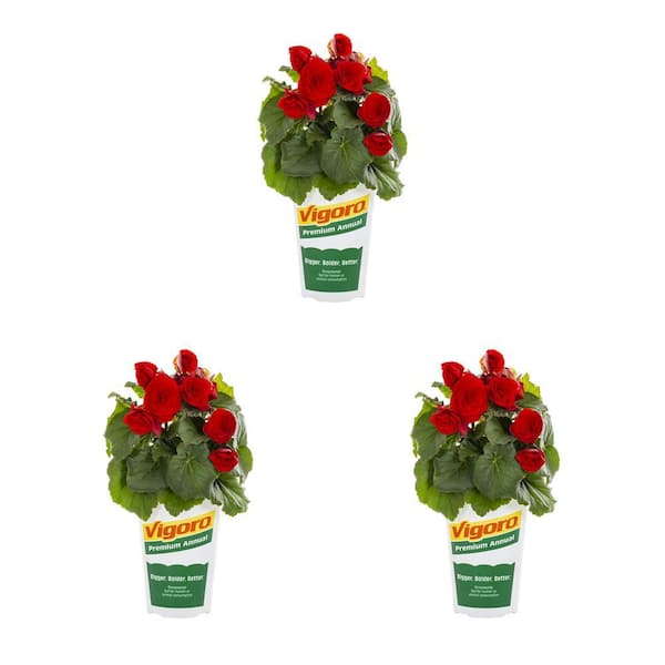 Vigoro 2 qt. Begonia Carmen Red Annual Plant (3-Pack)