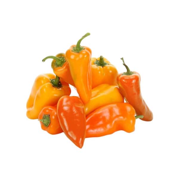 PROVEN WINNERS Sweet Petite Orange Pepper, Live Plant, Vegetable, 4.25 in. Grande