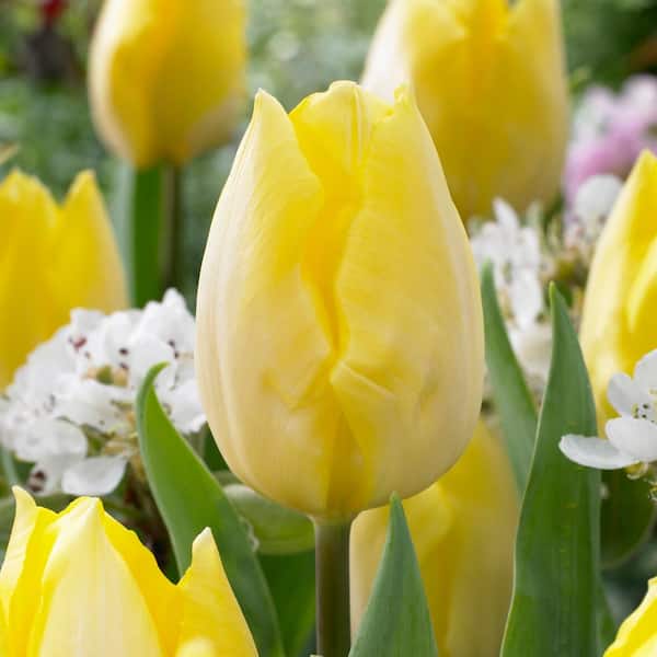 Garden State Bulb 12/+ cm, Sunny Prince Single Early Tulip Flower Bulbs, Yellow (Bag of 50)