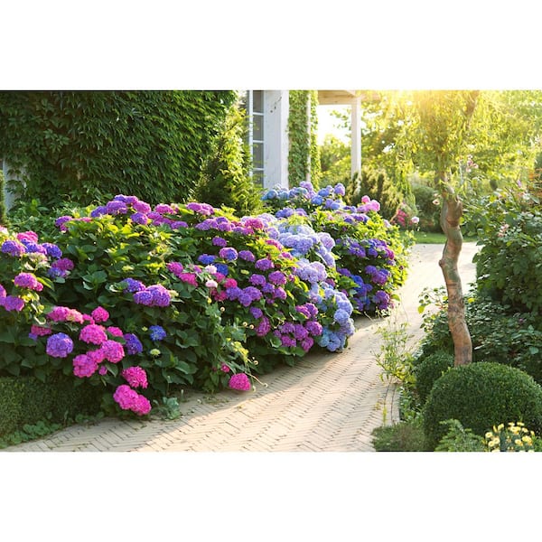 Online Orchards 5 Gal. All Summer Beauty Hydrangea Shrub SBHD511