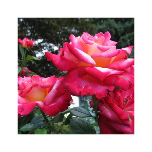 ALTMAN PLANTS #3 Dick Clark Patent Rose Plant with Red Flowers